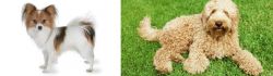 Papillon vs Labradoodle - Breed Comparison