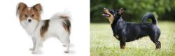 Papillon vs Lancashire Heeler - Breed Comparison