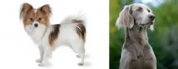 Papillon vs Longhaired Weimaraner - Breed Comparison