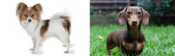 Papillon vs Miniature Dachshund - Breed Comparison