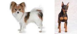 Papillon vs Miniature Pinscher - Breed Comparison