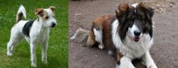 Parson Russell Terrier vs Aidi - Breed Comparison