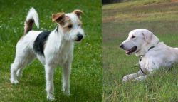 Parson Russell Terrier vs Akbash Dog - Breed Comparison