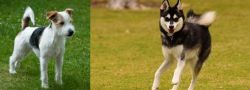 Parson Russell Terrier vs Alaskan Klee Kai - Breed Comparison