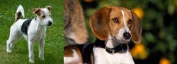 Parson Russell Terrier vs American Foxhound - Breed Comparison