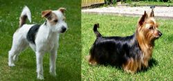Parson Russell Terrier vs Australian Silky Terrier - Breed Comparison