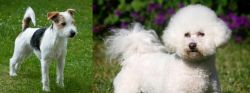 Parson Russell Terrier vs Bichon Frise - Breed Comparison