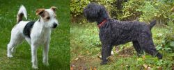 Parson Russell Terrier vs Black Russian Terrier - Breed Comparison