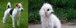 Parson Russell Terrier vs Bolognese - Breed Comparison