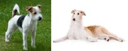 Parson Russell Terrier vs Borzoi - Breed Comparison