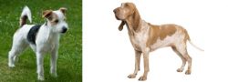 Parson Russell Terrier vs Bracco Italiano - Breed Comparison