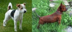 Parson Russell Terrier vs Chinese Chongqing Dog - Breed Comparison