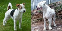 Parson Russell Terrier vs Dogo Guatemalteco - Breed Comparison