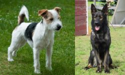 Parson Russell Terrier vs East German Shepherd - Breed Comparison