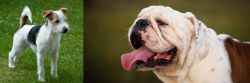 Parson Russell Terrier vs English Bulldog - Breed Comparison