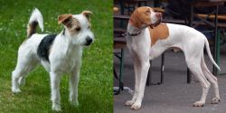 Parson Russell Terrier vs English Pointer - Breed Comparison