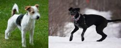 Parson Russell Terrier vs Eurohound - Breed Comparison