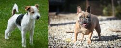Parson Russell Terrier vs French Bulldog - Breed Comparison
