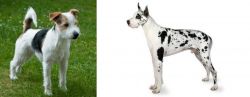 Parson Russell Terrier vs Great Dane - Breed Comparison