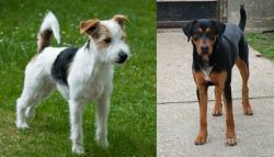 Parson Russell Terrier vs Hungarian Hound - Breed Comparison