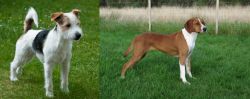 Parson Russell Terrier vs Hygenhund - Breed Comparison