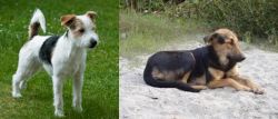 Parson Russell Terrier vs Indian Pariah Dog - Breed Comparison