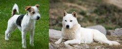 Parson Russell Terrier vs Jindo - Breed Comparison