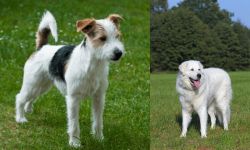 Parson Russell Terrier vs Kuvasz - Breed Comparison