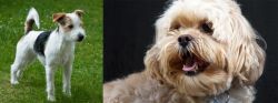Parson Russell Terrier vs Lhasapoo - Breed Comparison
