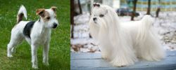 Parson Russell Terrier vs Maltese - Breed Comparison