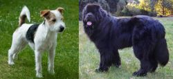 Parson Russell Terrier vs Newfoundland Dog - Breed Comparison