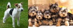 Parson Russell Terrier vs Yorkshire Terrier - Breed Comparison