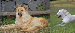 Pastor Garafiano vs Akbash Dog - Breed Comparison