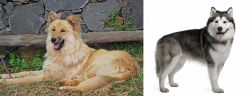 Pastor Garafiano vs Alaskan Malamute - Breed Comparison