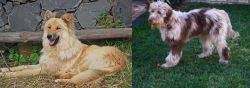 Pastor Garafiano vs Aussie Doodles - Breed Comparison