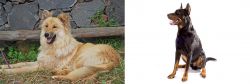 Pastor Garafiano vs Beauceron - Breed Comparison
