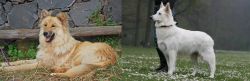 Pastor Garafiano vs Berger Blanc Suisse - Breed Comparison