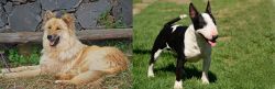 Pastor Garafiano vs Bull Terrier Miniature - Breed Comparison