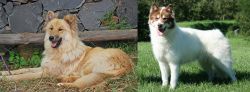 Pastor Garafiano vs Canadian Eskimo Dog - Breed Comparison