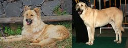 Pastor Garafiano vs Central Anatolian Shepherd - Breed Comparison