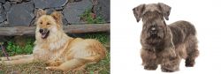 Pastor Garafiano vs Cesky Terrier - Breed Comparison