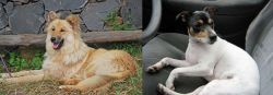Pastor Garafiano vs Chilean Fox Terrier - Breed Comparison