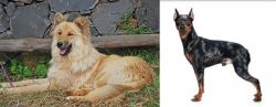 Pastor Garafiano vs Harlequin Pinscher - Breed Comparison