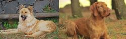 Pastor Garafiano vs Hungarian Wirehaired Vizsla - Breed Comparison