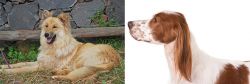 Pastor Garafiano vs Irish Red and White Setter - Breed Comparison