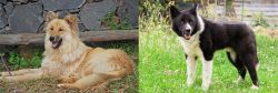Pastor Garafiano vs Karelian Bear Dog - Breed Comparison