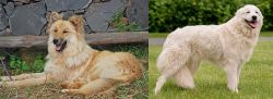 Pastor Garafiano vs Maremma Sheepdog - Breed Comparison