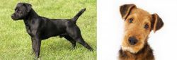 Patterdale Terrier vs Airedale Terrier - Breed Comparison