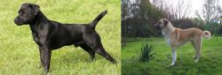 Patterdale Terrier vs Anatolian Shepherd - Breed Comparison