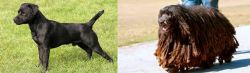 Patterdale Terrier vs Bergamasco - Breed Comparison